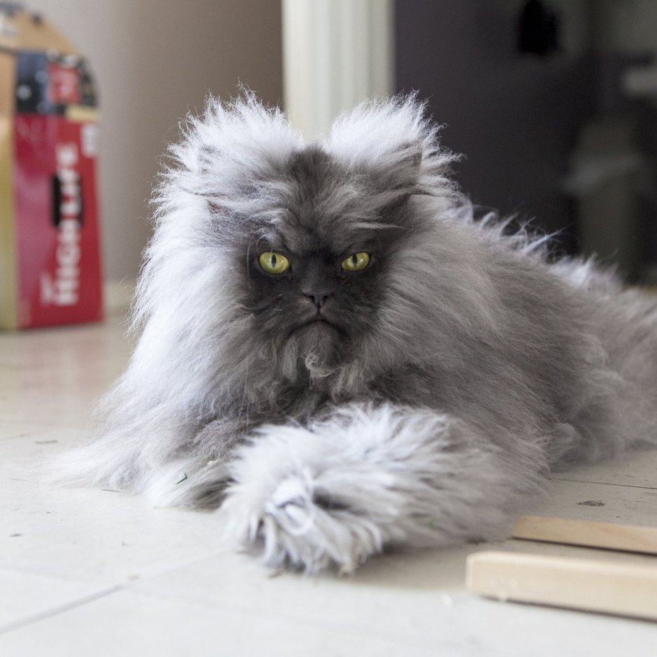 Очень лохматый кот