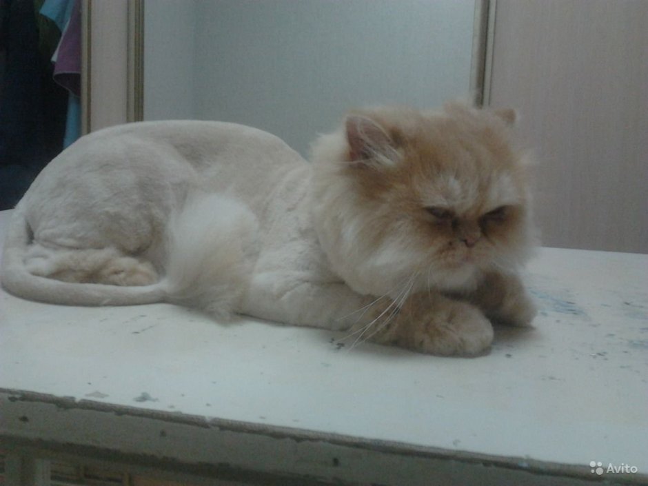 Стрижка Персидского кота