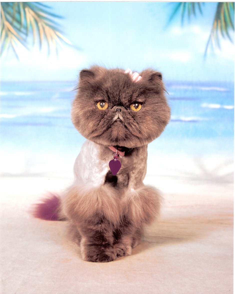 Персидские коты стрижки