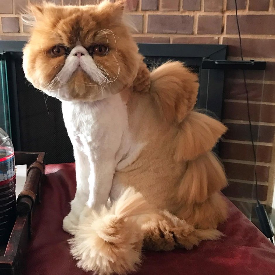 Стрижка персидских кошек