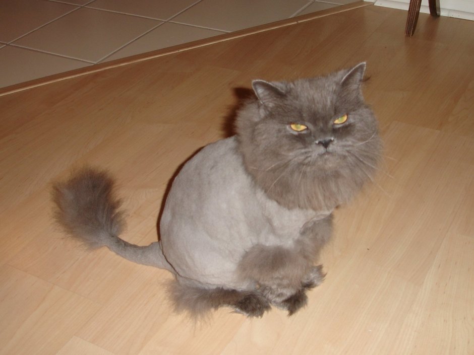 Сибирский кот стрижка подо Льва