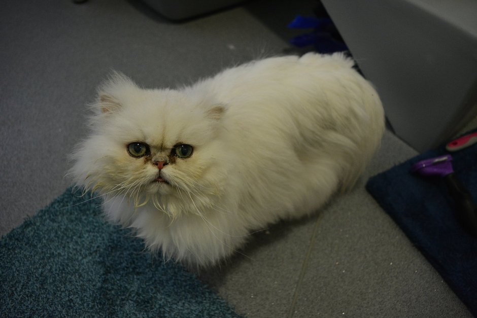 Стрижка персидских кошек