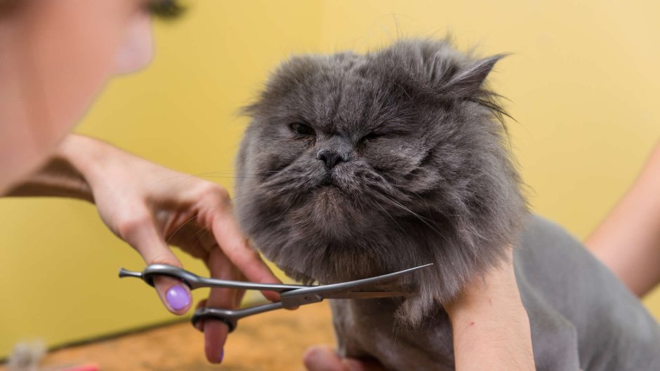 Парикмахер для котов