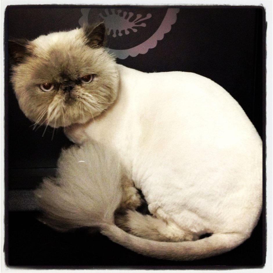 Стрижка персидских кошек