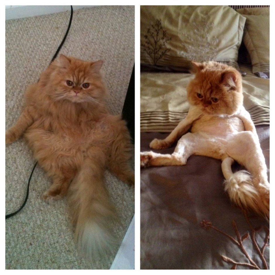 Стриженный серый персидский кот