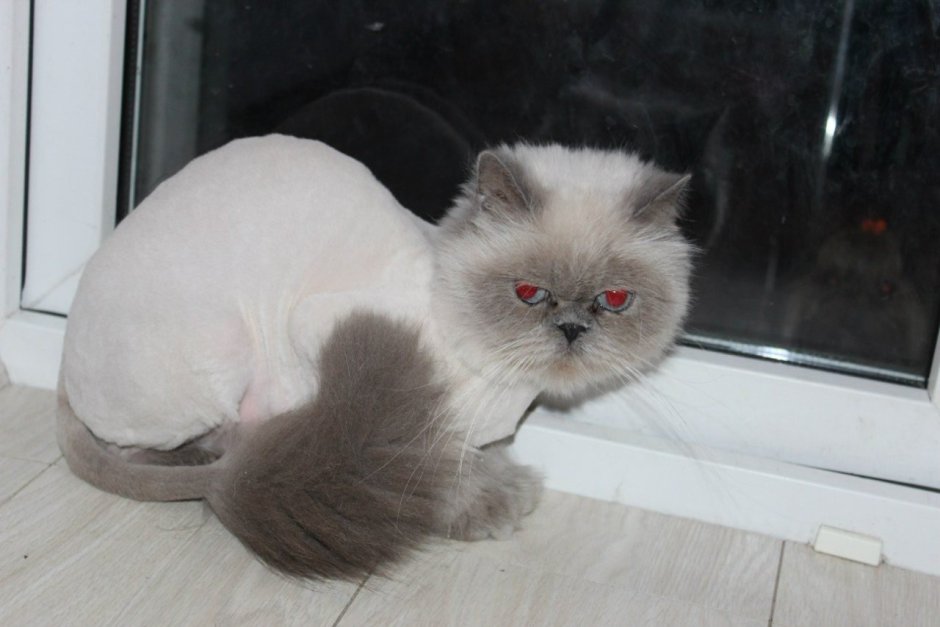 Стриженые персы