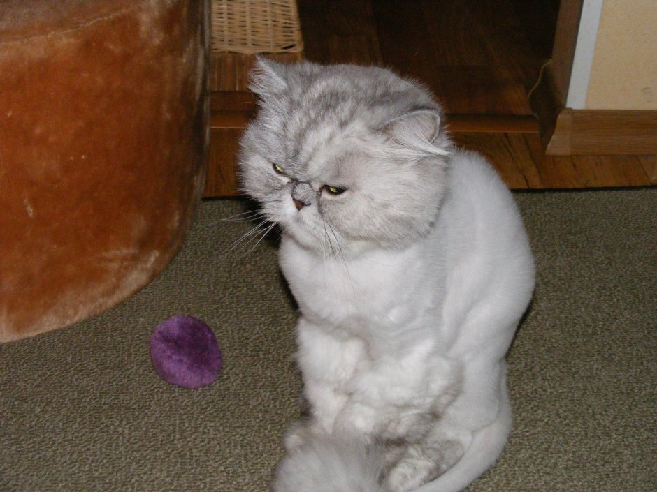 Персидская кошка