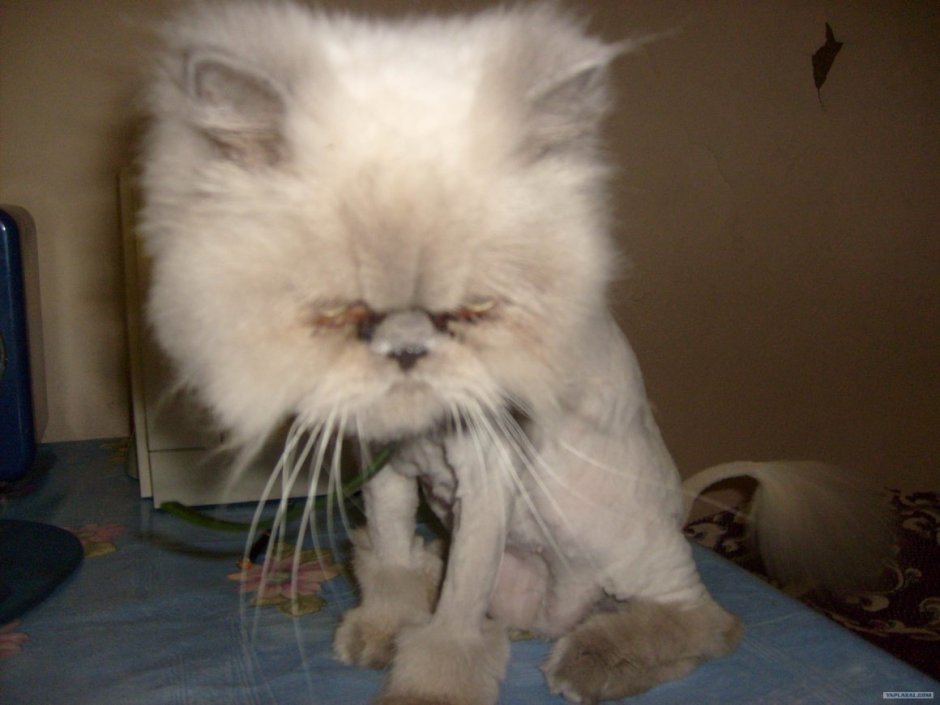 Canadian Cat Association