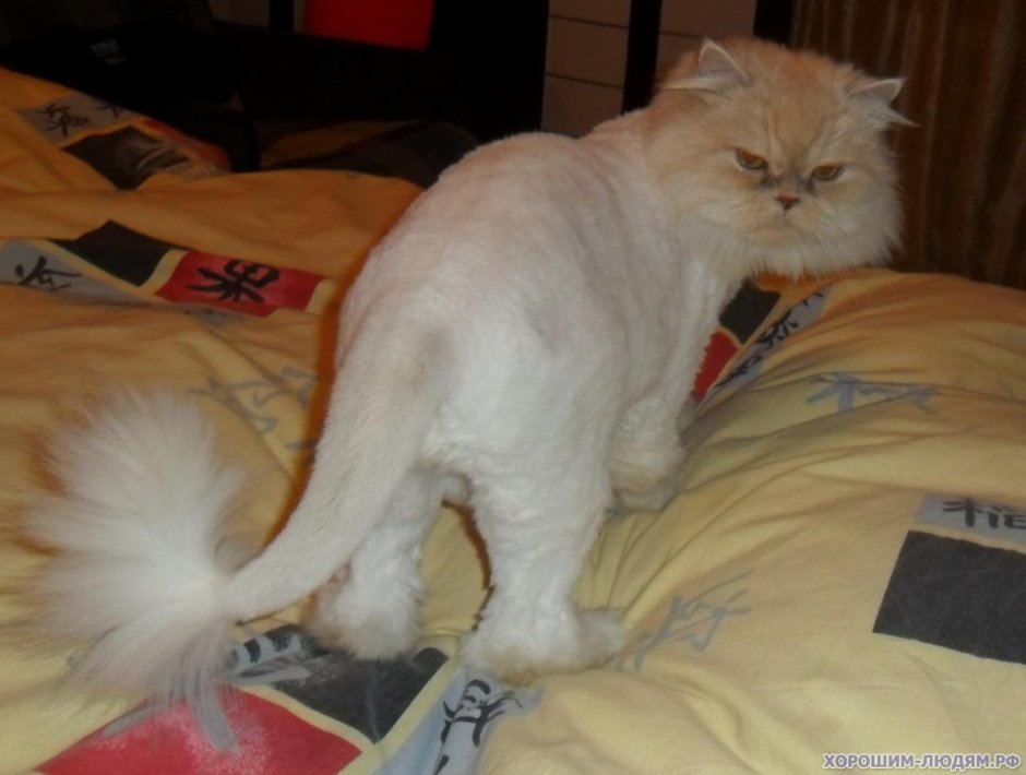 Стрижки сибирских котов