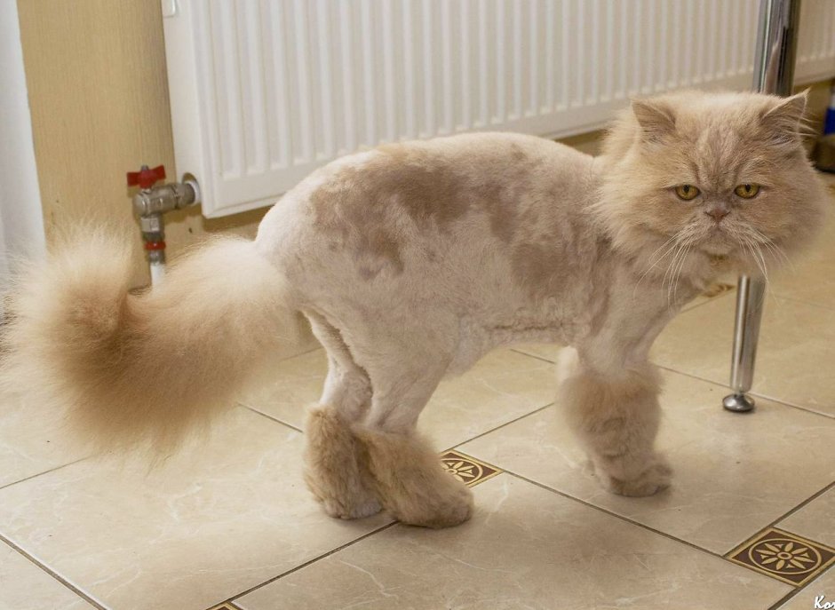 Стрижка пушистых котов