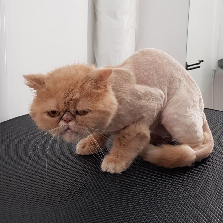 Стрижка котов