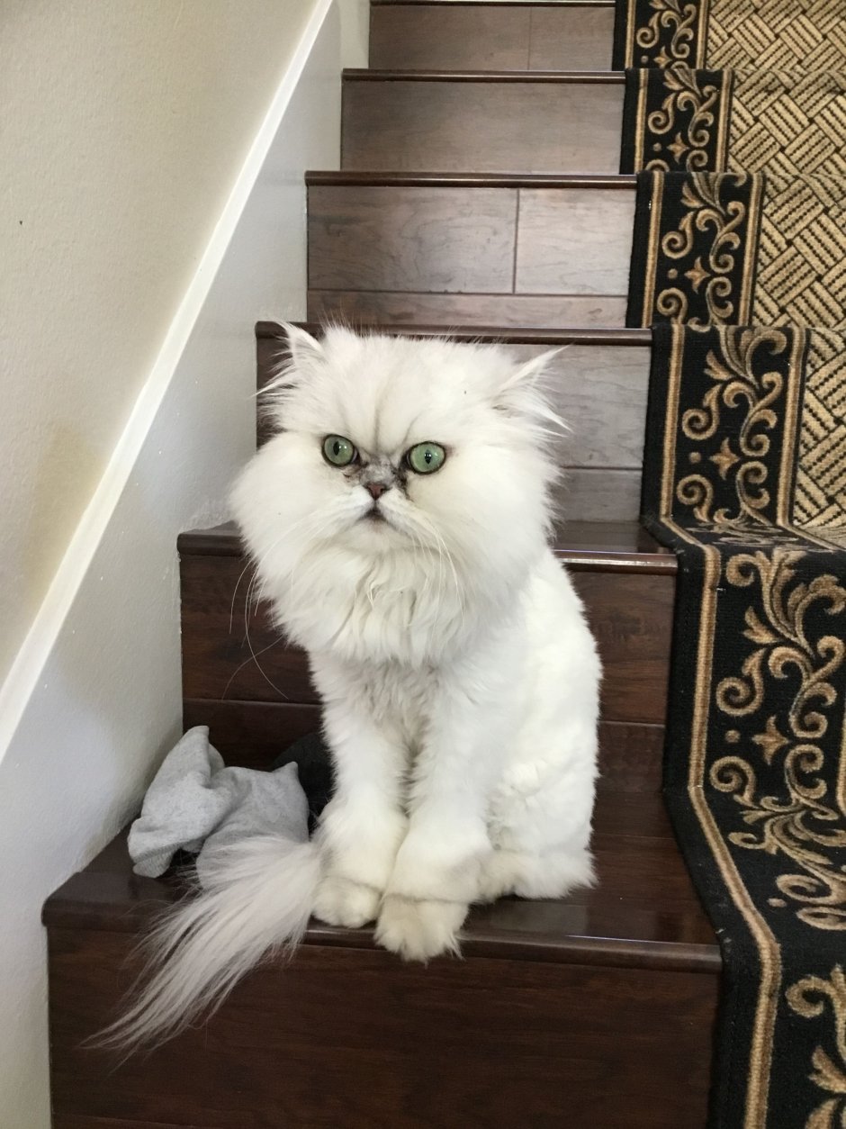 Персидский кот подстриженный