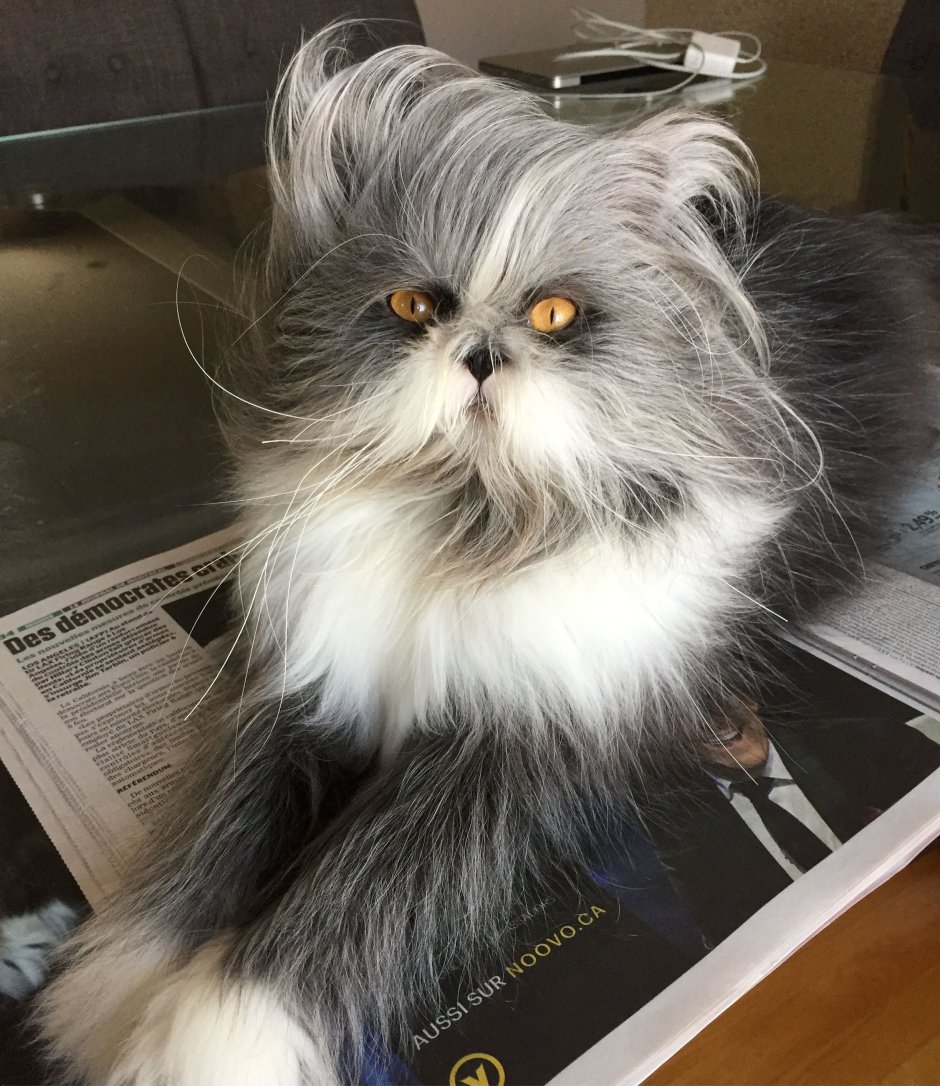 Стрижка персов