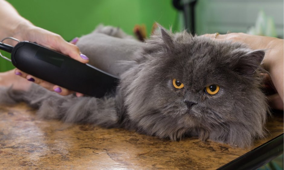 Уход за шерстью персидских кошек