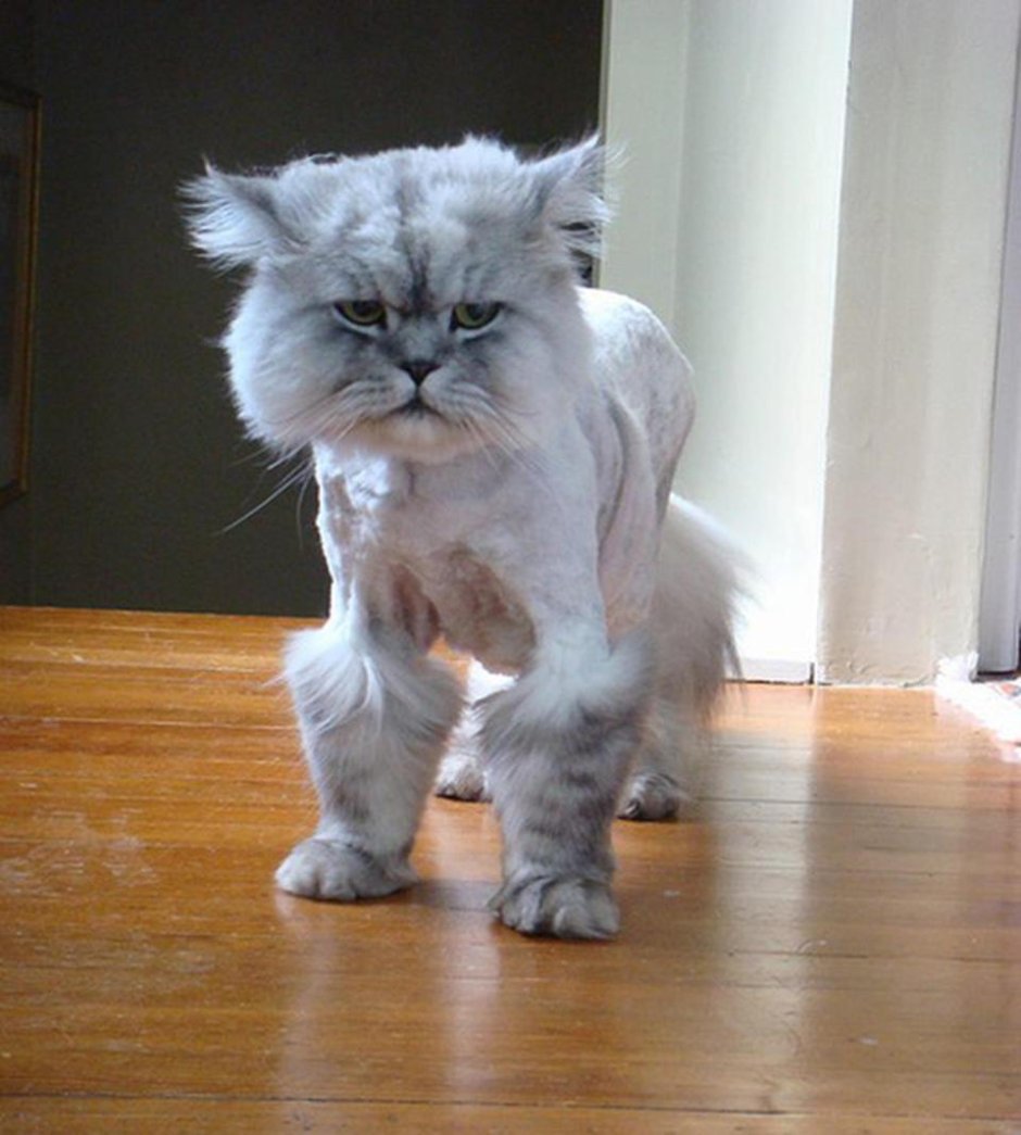 Стрижки для котов длинношерстных