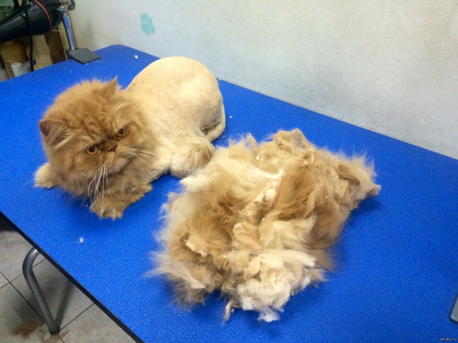 Стрижка Персидского кота