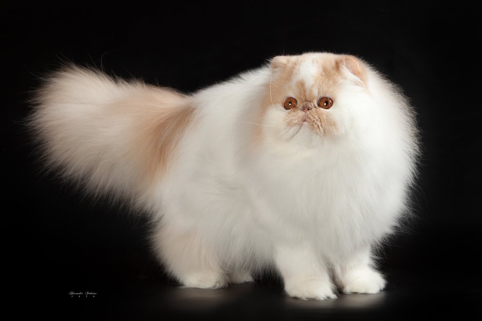 Бритая Персидская кошка