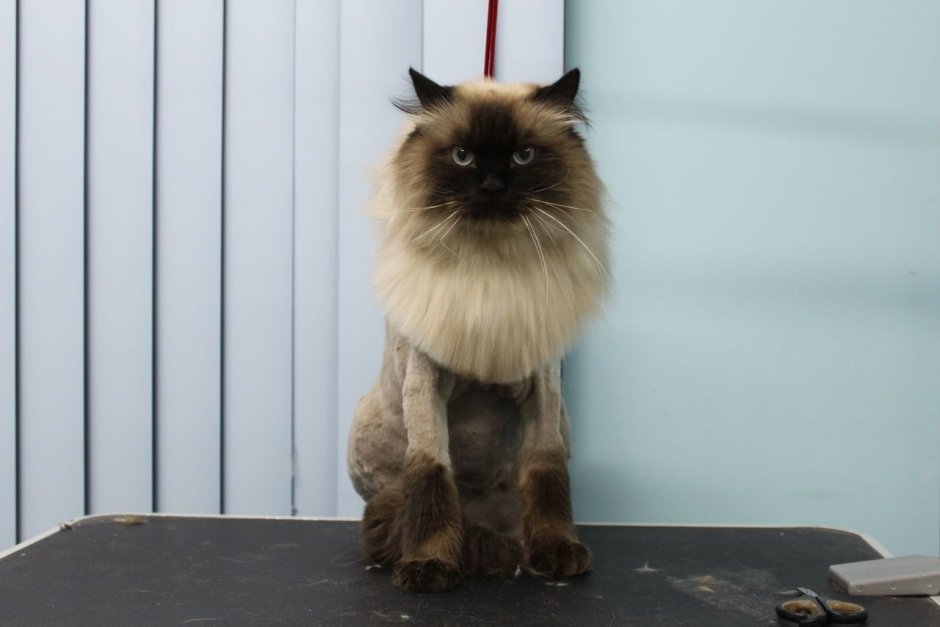 Стрижка короткошерстных кошек