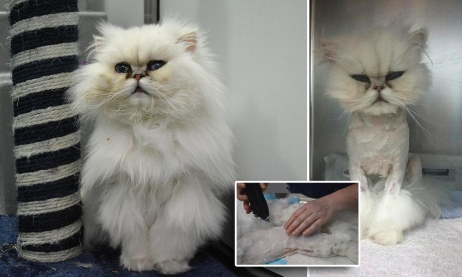 Плюшевые стрижки для кота