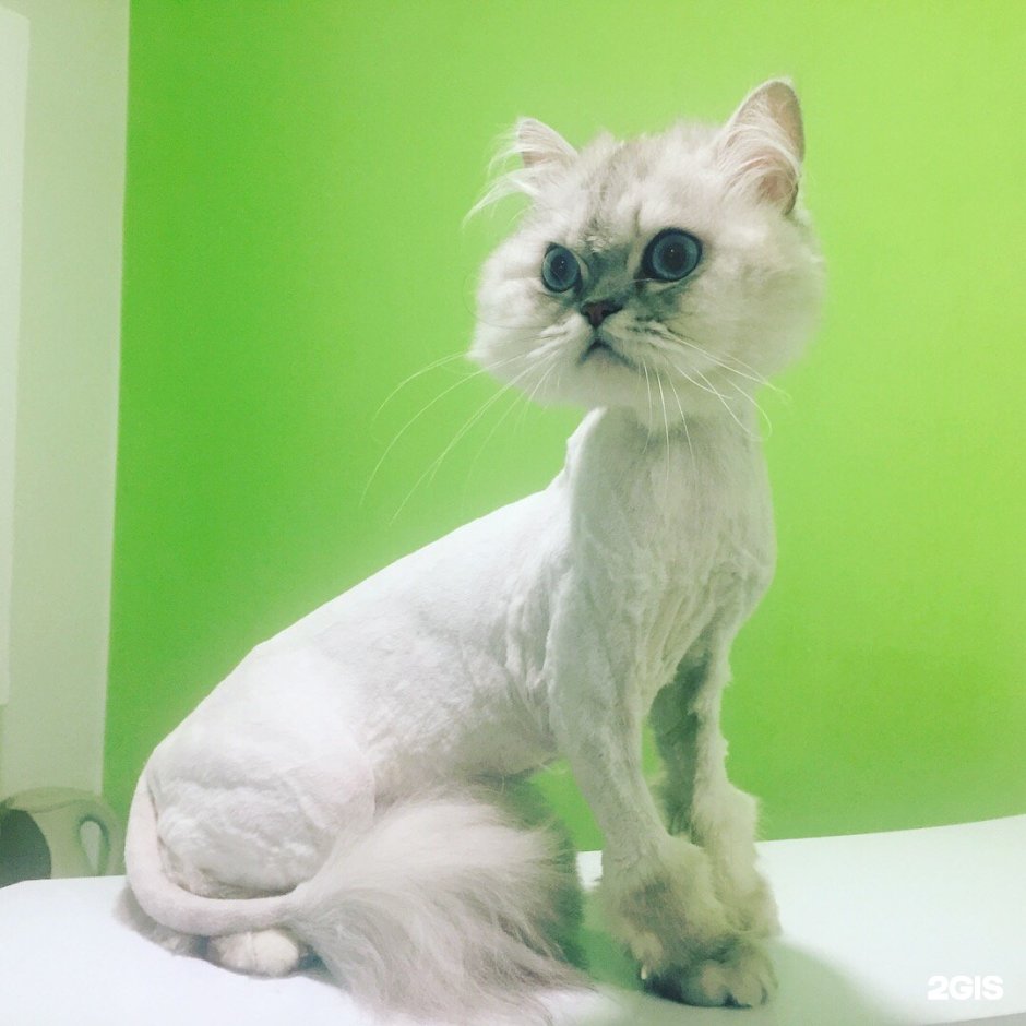 Персидская кошка сбоку