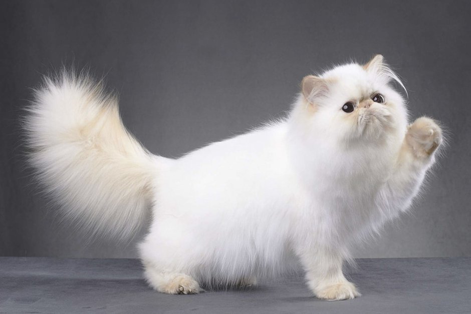 Персидский кот на белом фоне