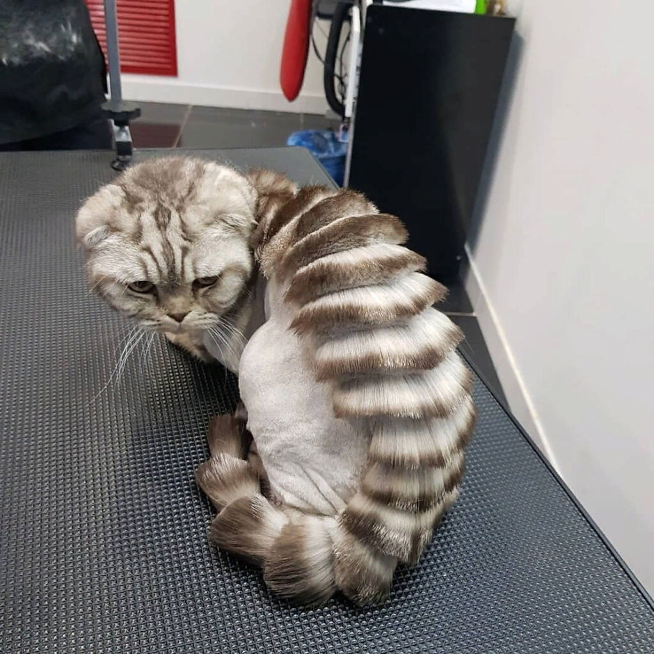 Стрижка пушистых кошек