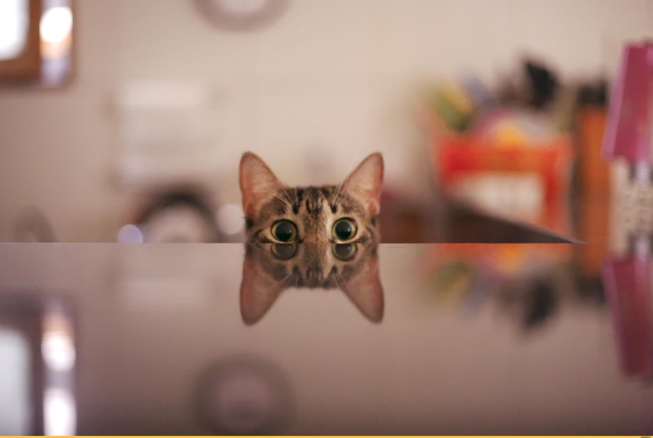 Кот выглядывает