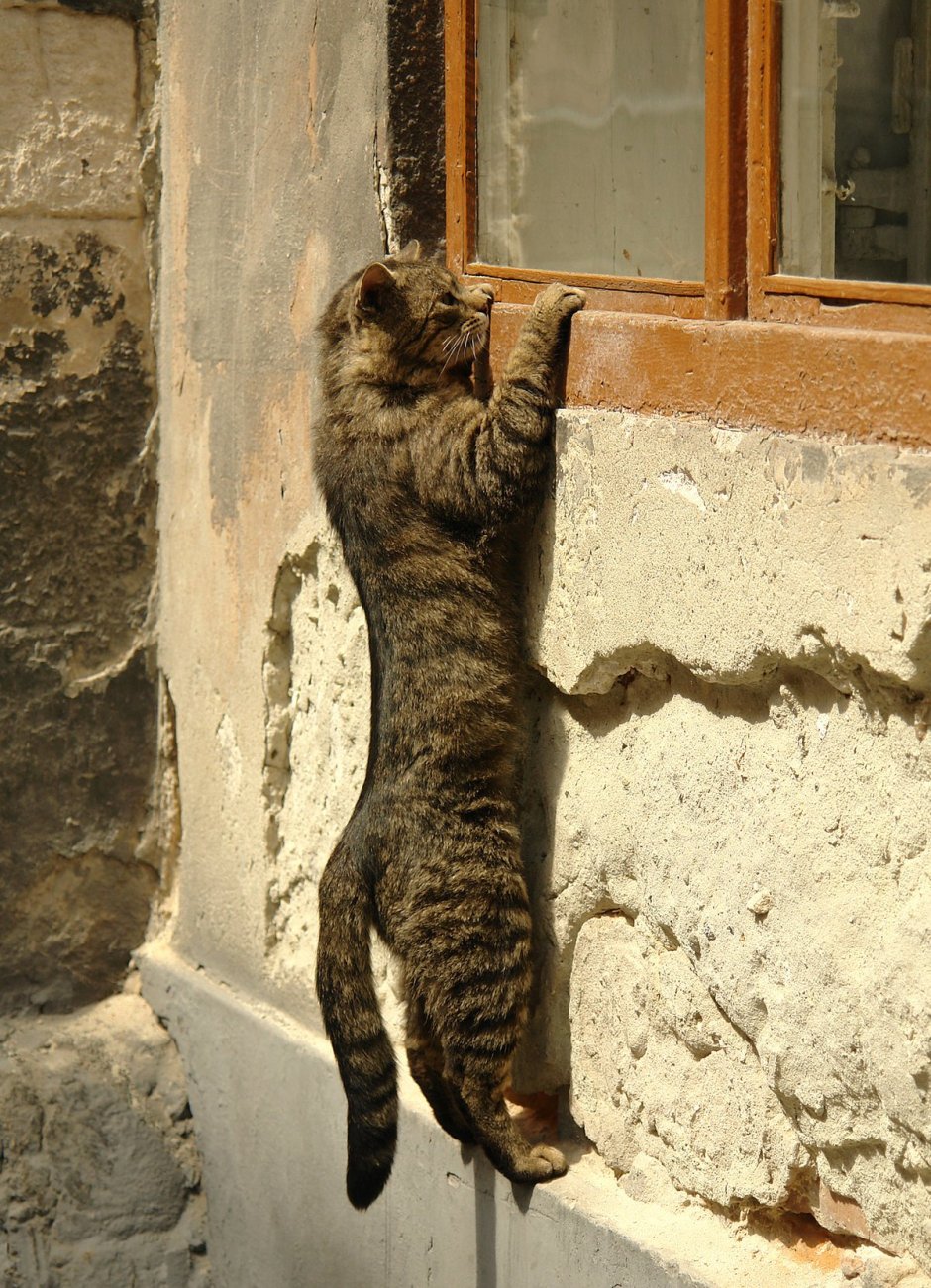 Кот выглядывает сверху