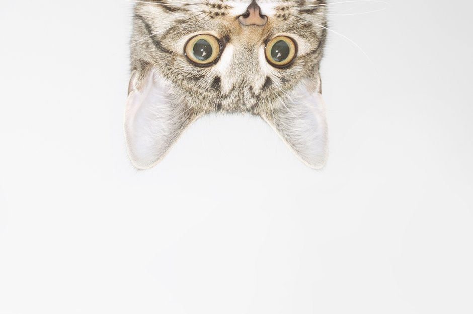 Котенок выглядывает