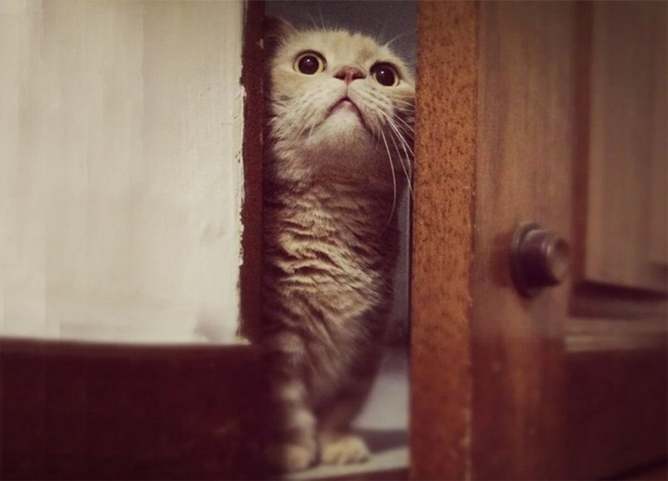 Котенок выглядывает