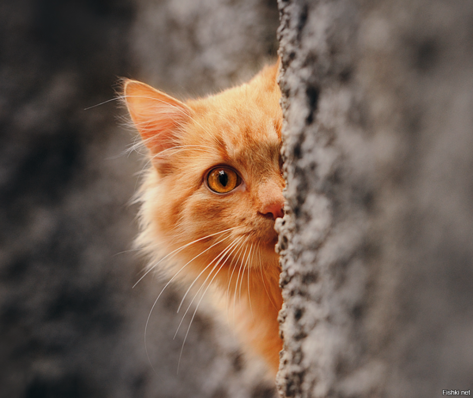 Любопытная кошка