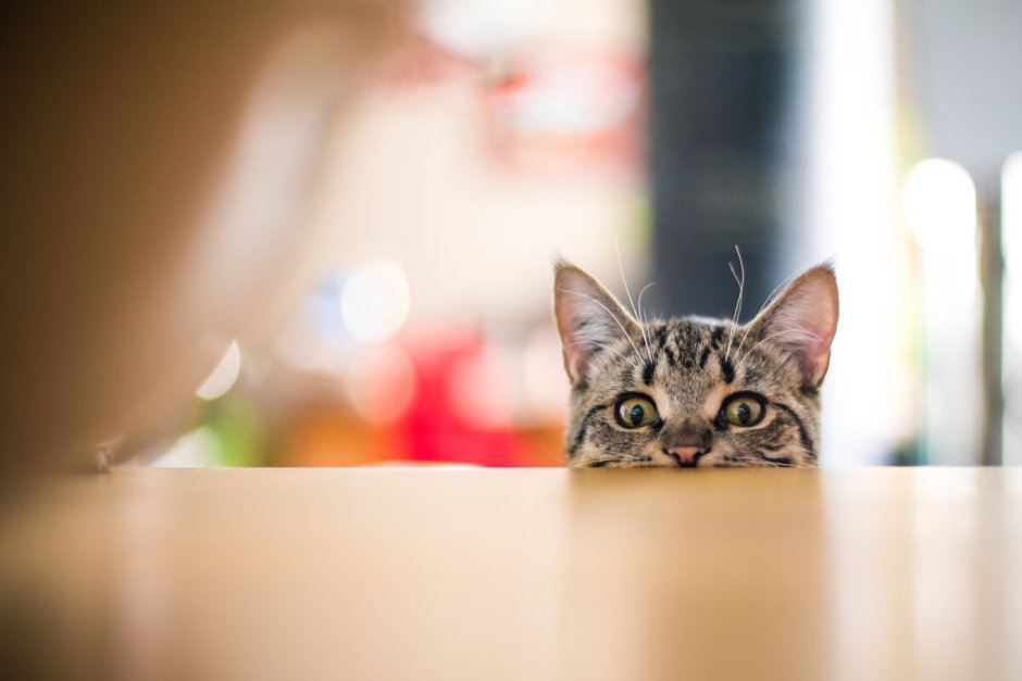 Котенок подглядывает