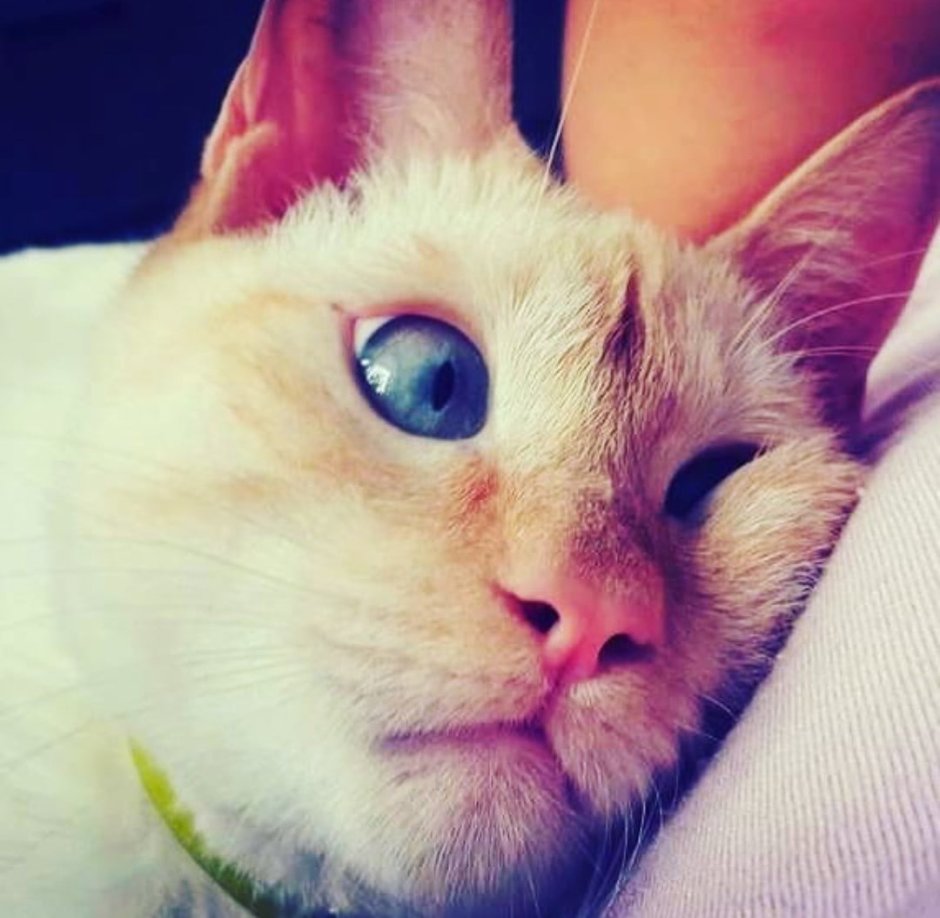 Парень спит с котом