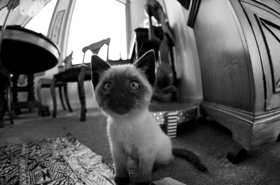 Кот выглядывает на белом фоне