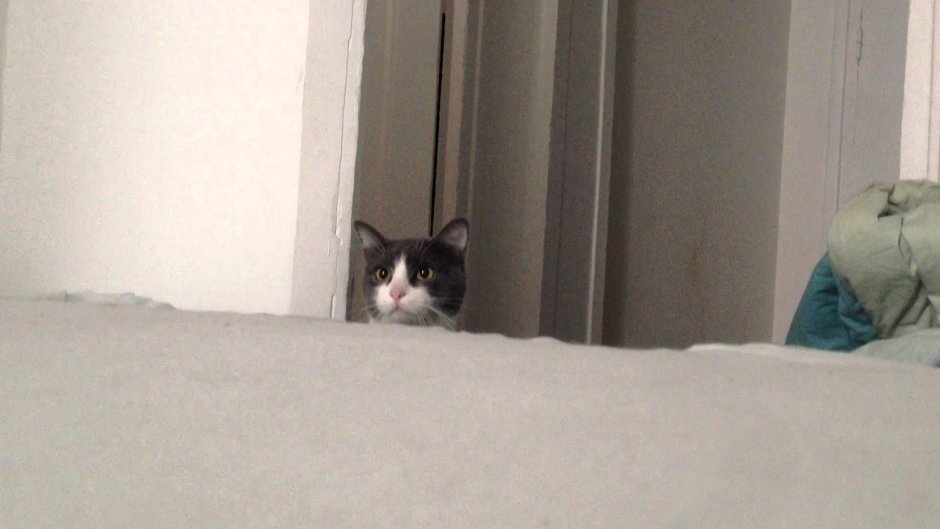 Постер с котом черно белый
