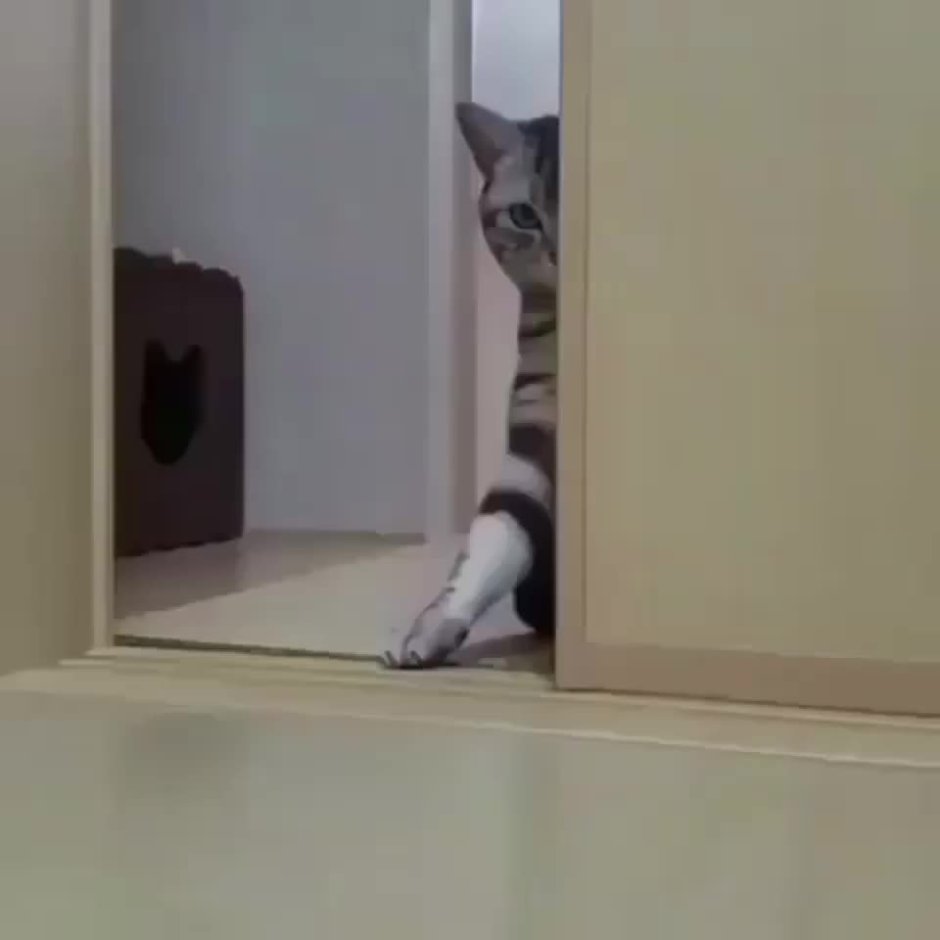 Кот спрятался за шторой