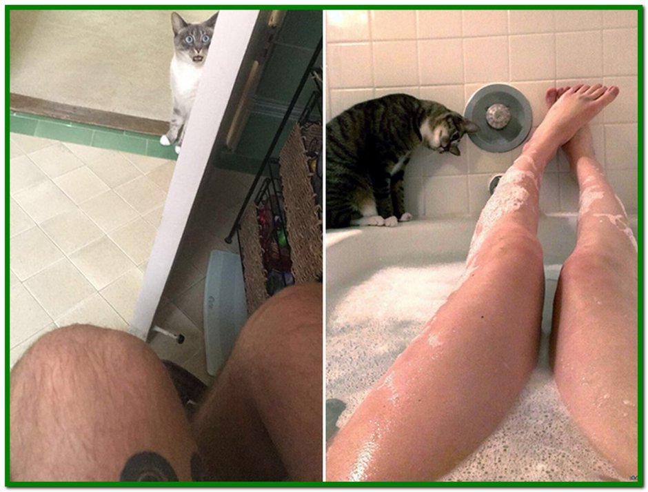 Котик прячется
