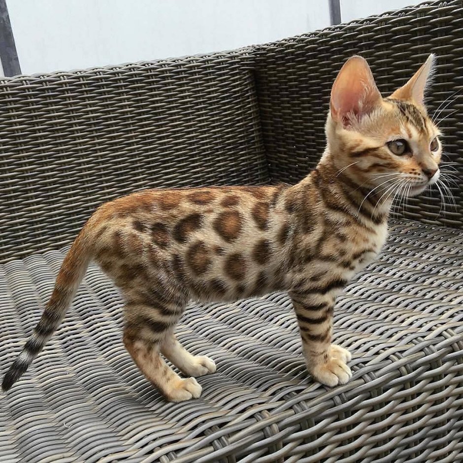 Манчкин бенгал