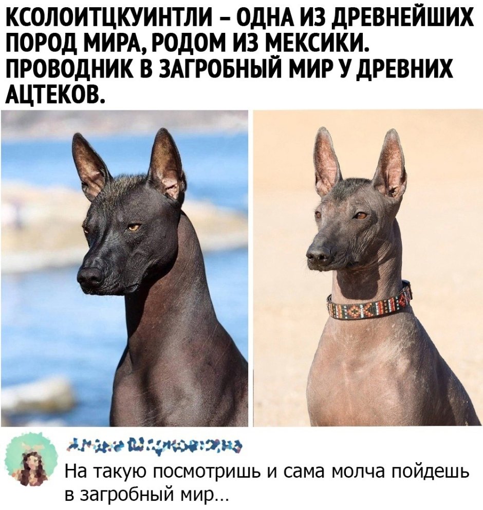 Ксолоитцкуинтли Анубис