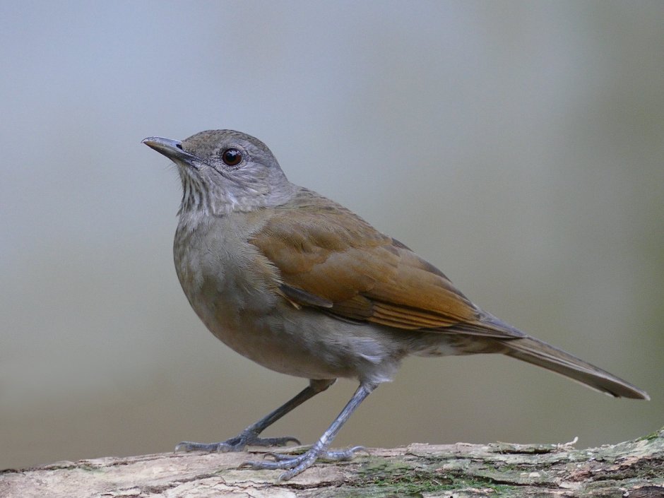 Рябинник (turdus pilaris