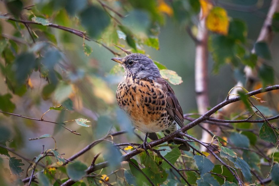 Дрозд-рябинник (turdus pilaris)