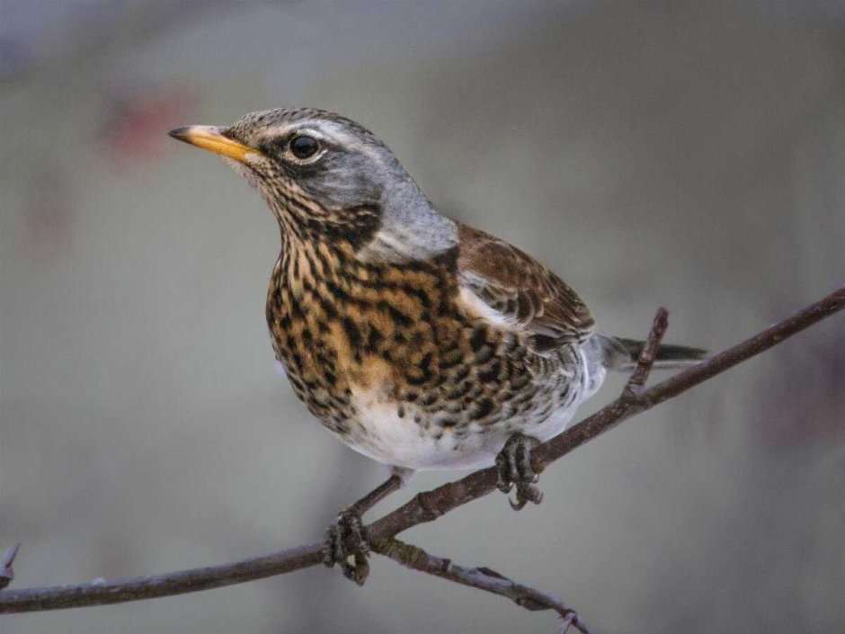 Дрозд-деряба (turdus viscivorus)