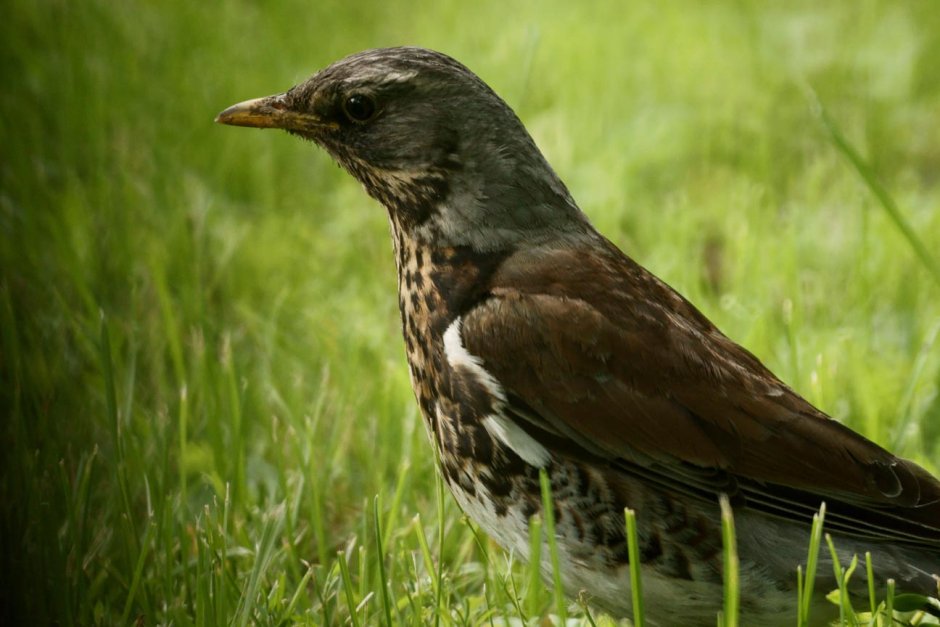 Странствующий Дрозд (turdus migratorius)