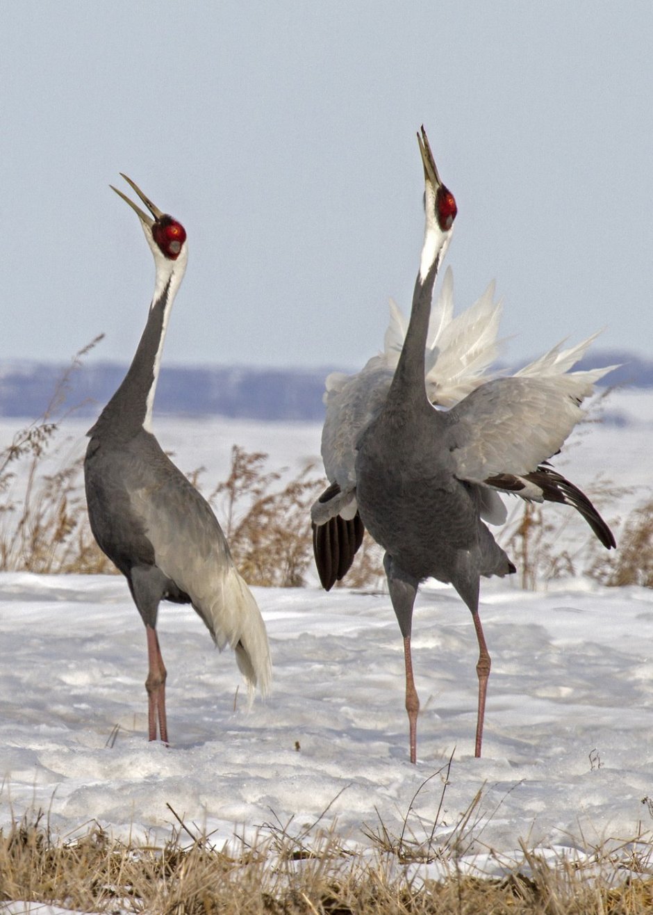 Даурский журавль Grus vipio