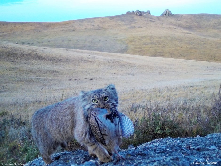 Кот Манул Забайкальского края