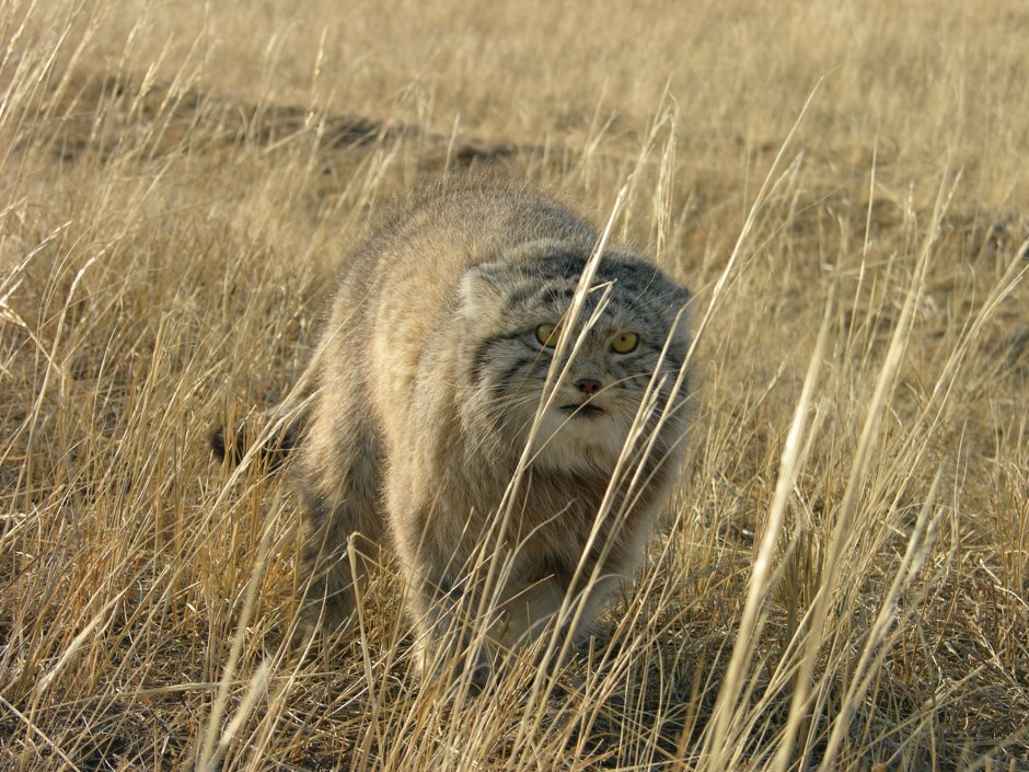 Забайкальский кот Манул