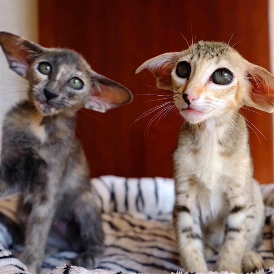 Коты ориенталы грузины