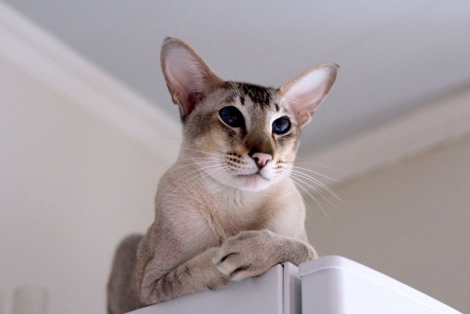 Кот с буквой м на лбу