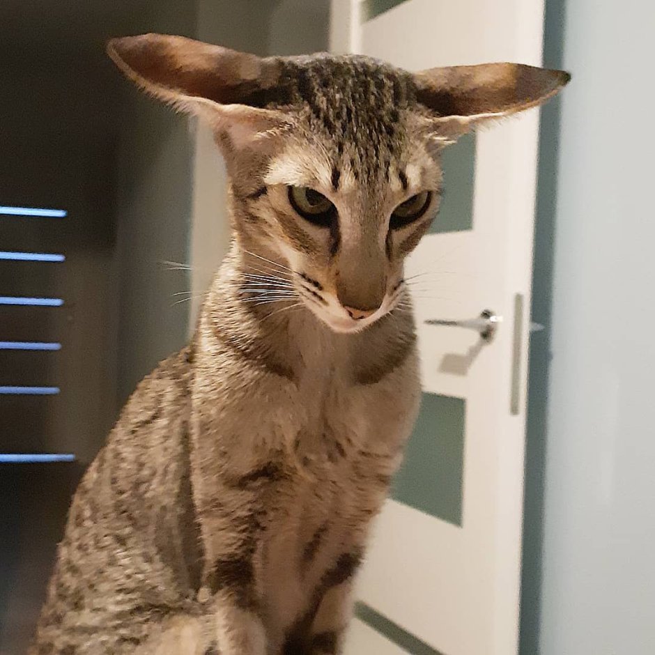 Коты ориенталы грузины