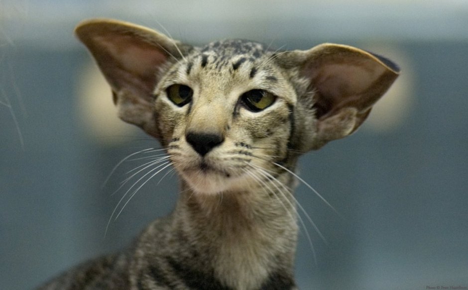 Кот грузин смешной